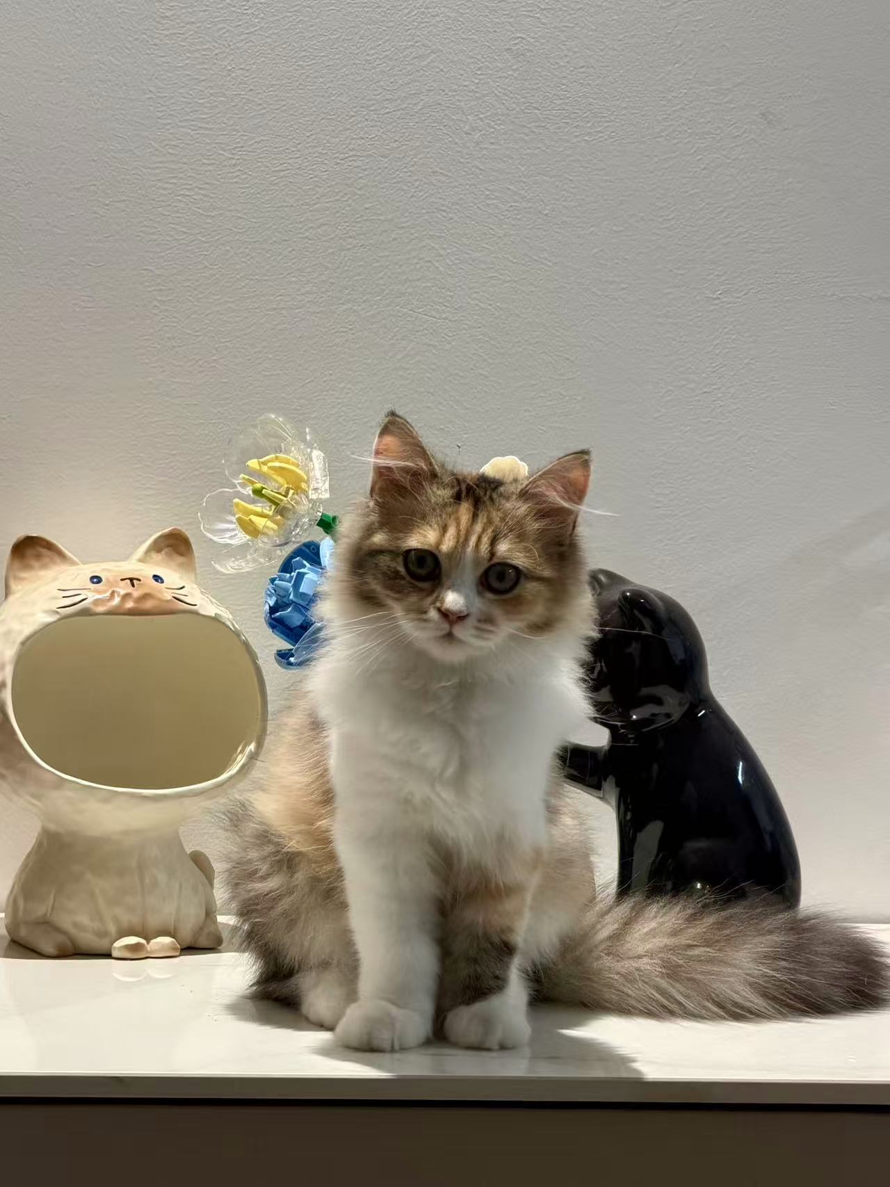 立夏端坐在猫咪摆件之间，身后有一束花